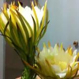 宁波市鄞州首南芳华越剧团