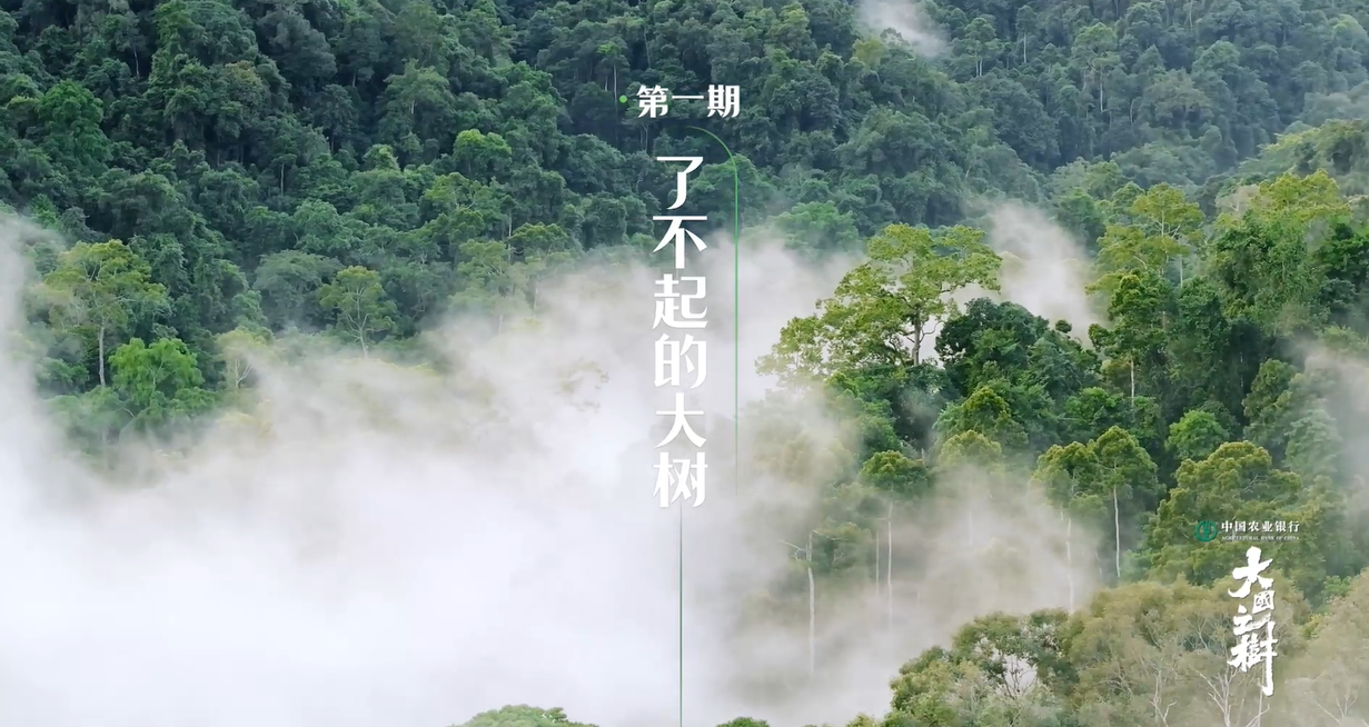 大国之树