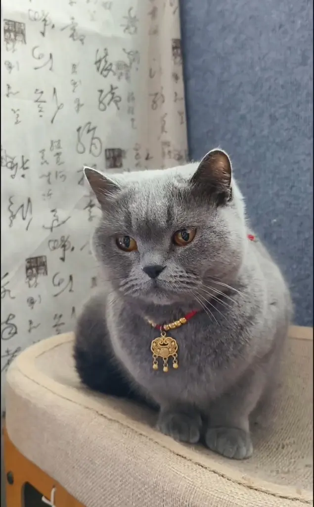妈妈我长的丑吗