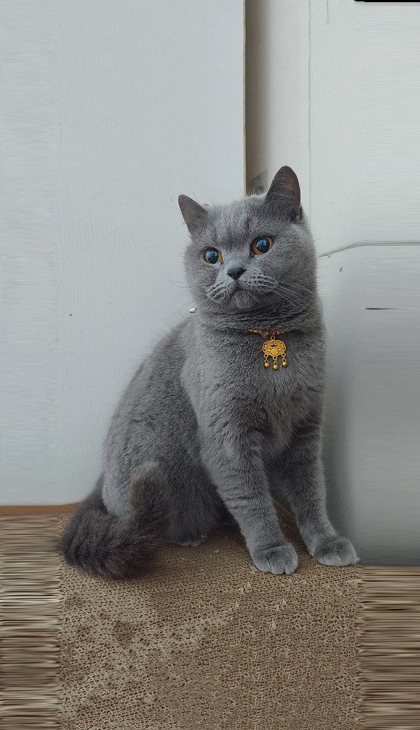 猫猫带你去旅行