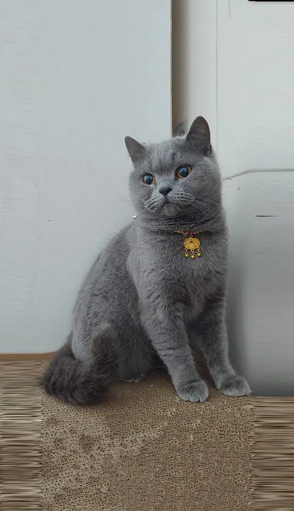 猫猫带你去旅行