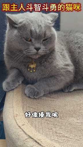 小猫咪有什么坏心眼呢