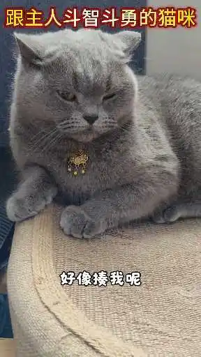 小猫咪有什么坏心眼呢