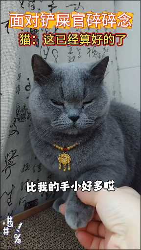 如何做一只情绪稳定的猫