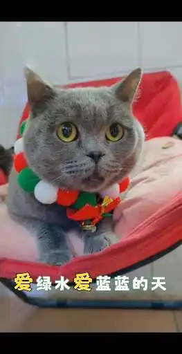 我家猫咪会唱歌2