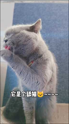  为什么要养舔猫呢