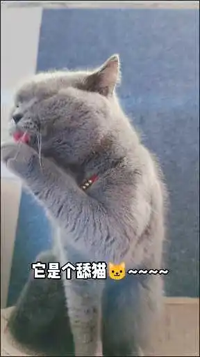  为什么要养舔猫呢