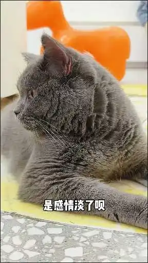 又不理我了是吧